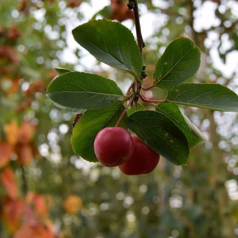 Malus × robusta 'Red Sentinel' 8-10 S